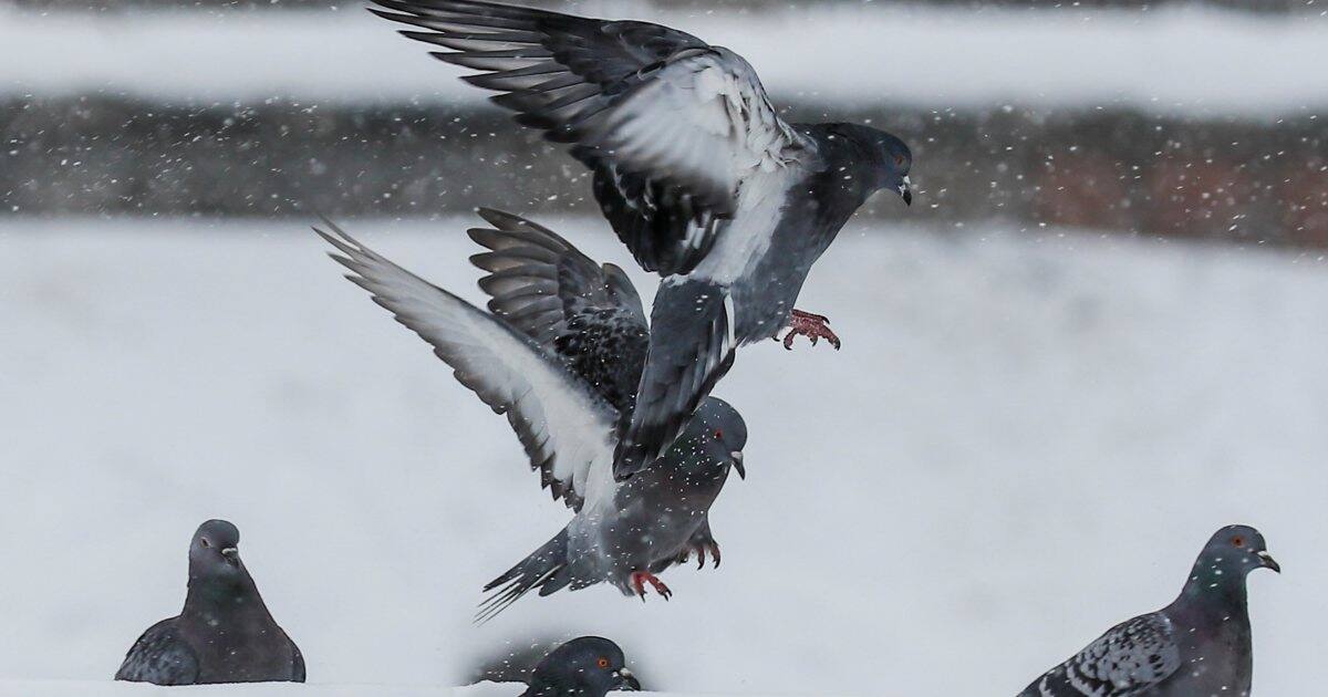 Belgian racing pigeon Armando flies high, fetches record €1.25 million