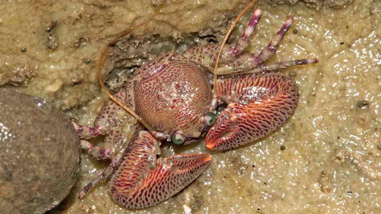 A porcelain crab. Image credit: Shaunak Modi/Marine Life of Mumbai A porcelain crab. Image credit: Shaunak Modi/Marine Life of Mumbai