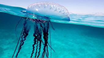 We're in trouble: UN report claims species in Nature are being lost in the thousands