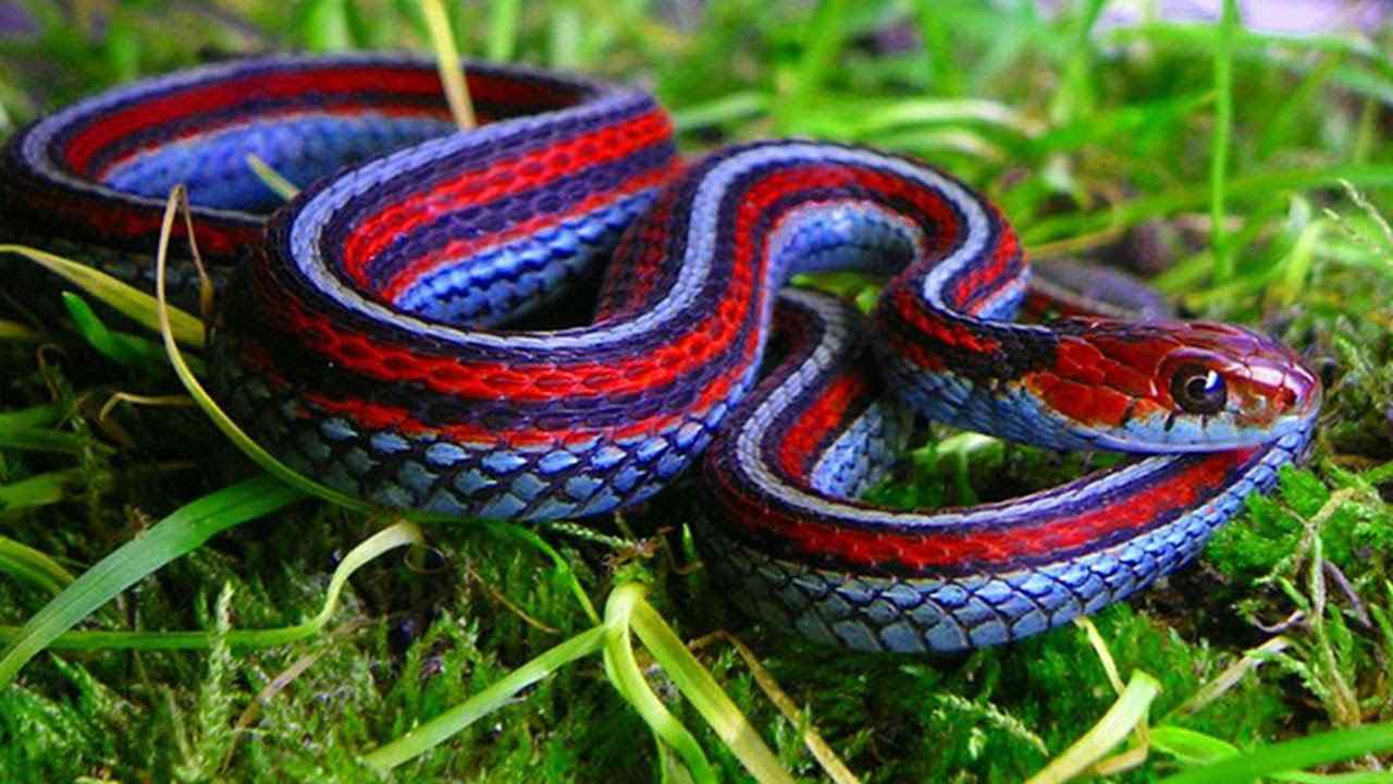 Gartersnakes comes in a variety of colours, but all share the pattern of stripes that run down their length. They can grow to over one metre in length. These snakes are habitat generalists – findings nooks in forests, shrublands, wetlands, fields and rocky areas in Canada without any apparent preference. Image: Reddit/aozamekun Gartersnakes comes in a variety of colours, but all share the pattern of stripes that run down their length. They can grow to over one metre in length. These snakes are habitat generalists – findings nooks in forests, shrublands, wetlands, fields and rocky areas in Canada without any apparent preference. Image: Reddit/aozamekun