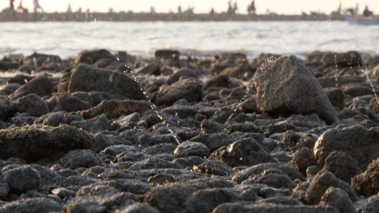 Bivalves shooting water from between rocks on a Mumbai beach. Image credit: Shaunak Modi/Marine Life of Mumbai Bivalves shooting water from between rocks on a Mumbai beach. Image credit: Shaunak Modi/Marine Life of Mumbai