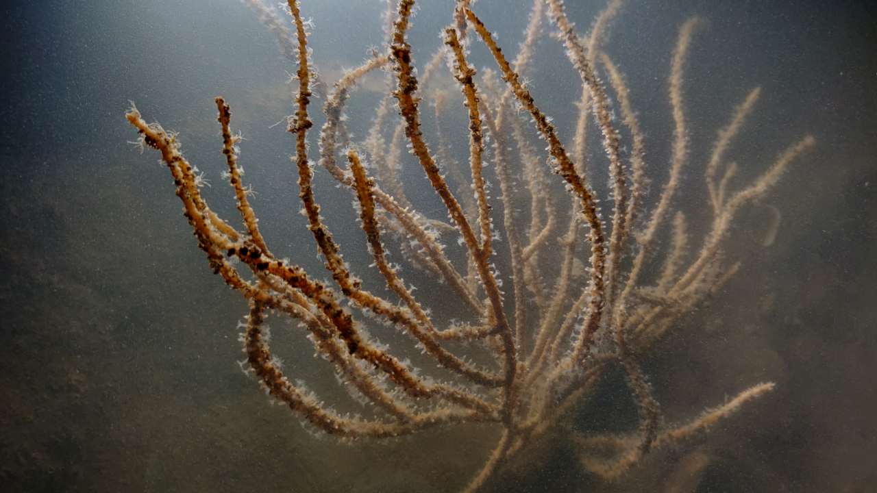 Wildlife Day: A glimpse of the wealth of marine life scattered along Mumbai's shores Wildlife Day: A glimpse of the wealth of marine life scattered along Mumbai's shores