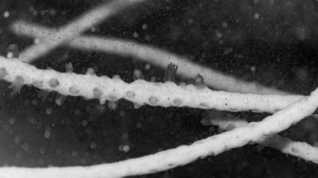 A sea fan up close. Image credit: Shaunak Modi/Marine Life of Mumbai A sea fan up close. Image credit: Shaunak Modi/Marine Life of Mumbai