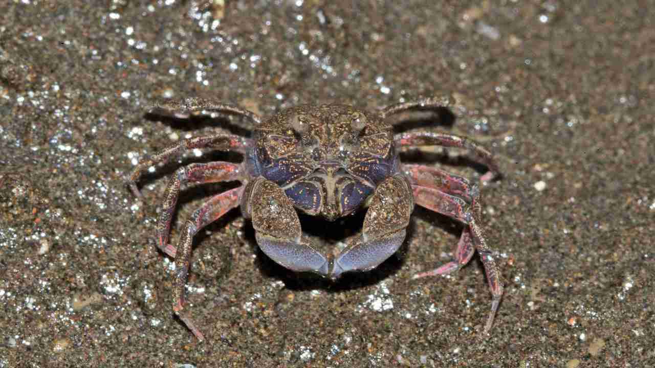 A soldier crab. Image credit: Shaunak Modi/Marine Life of Mumbai A soldier crab. Image credit: Shaunak Modi/Marine Life of Mumbai