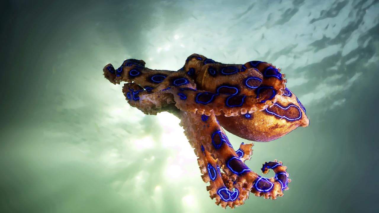 Octopus' Arms May Have A Mind Of Their Own, Act Independently Of The ...