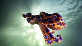 Octopus' arms may have a mind of their own, act independently of the brain