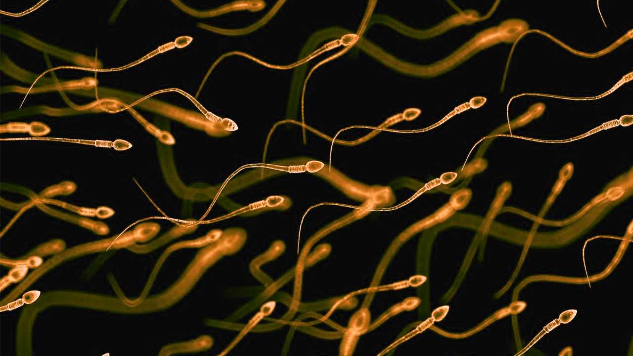 Semen frozen for 50 years used to breed 34 healthy lambs in breakthrough study Semen frozen for 50 years used to breed 34 healthy lambs in breakthrough study
