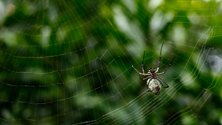 Spider silk could be used to create artificial muscles or robotic actuators: Study