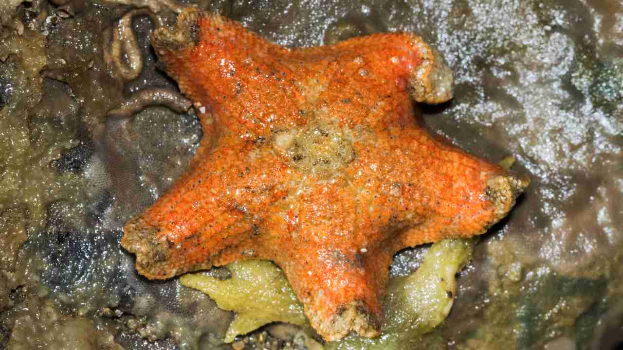 Starfish alert! Image credit: Shaunak Modi/Marine Life of Mumbai Starfish alert! Image credit: Shaunak Modi/Marine Life of Mumbai