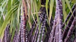 UP: Women self-help groups adding to sugarcane output, empowering members