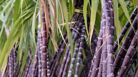 UP: Women self-help groups adding to sugarcane output, empowering members