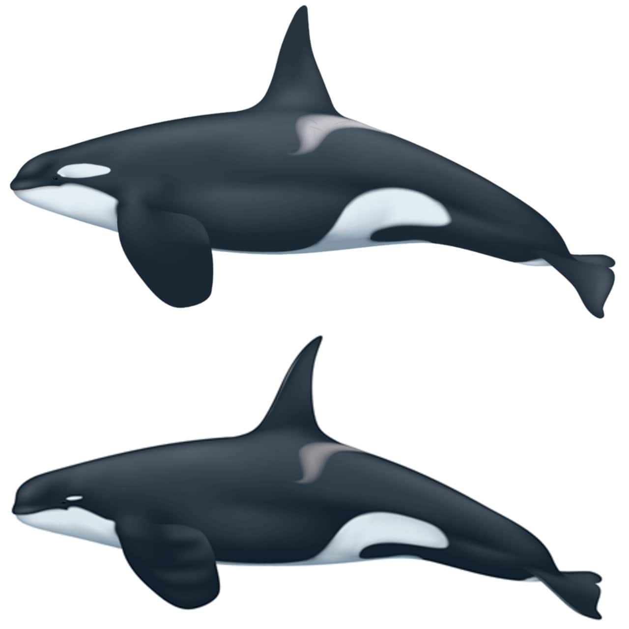An illustration showing visible differences in the in eye patches, head shape, and dorsal fins of adult male ‘regular’ killer whales (top) and Type D killer whales (bottom). Image courtesy: NOAA/Uko Gorter