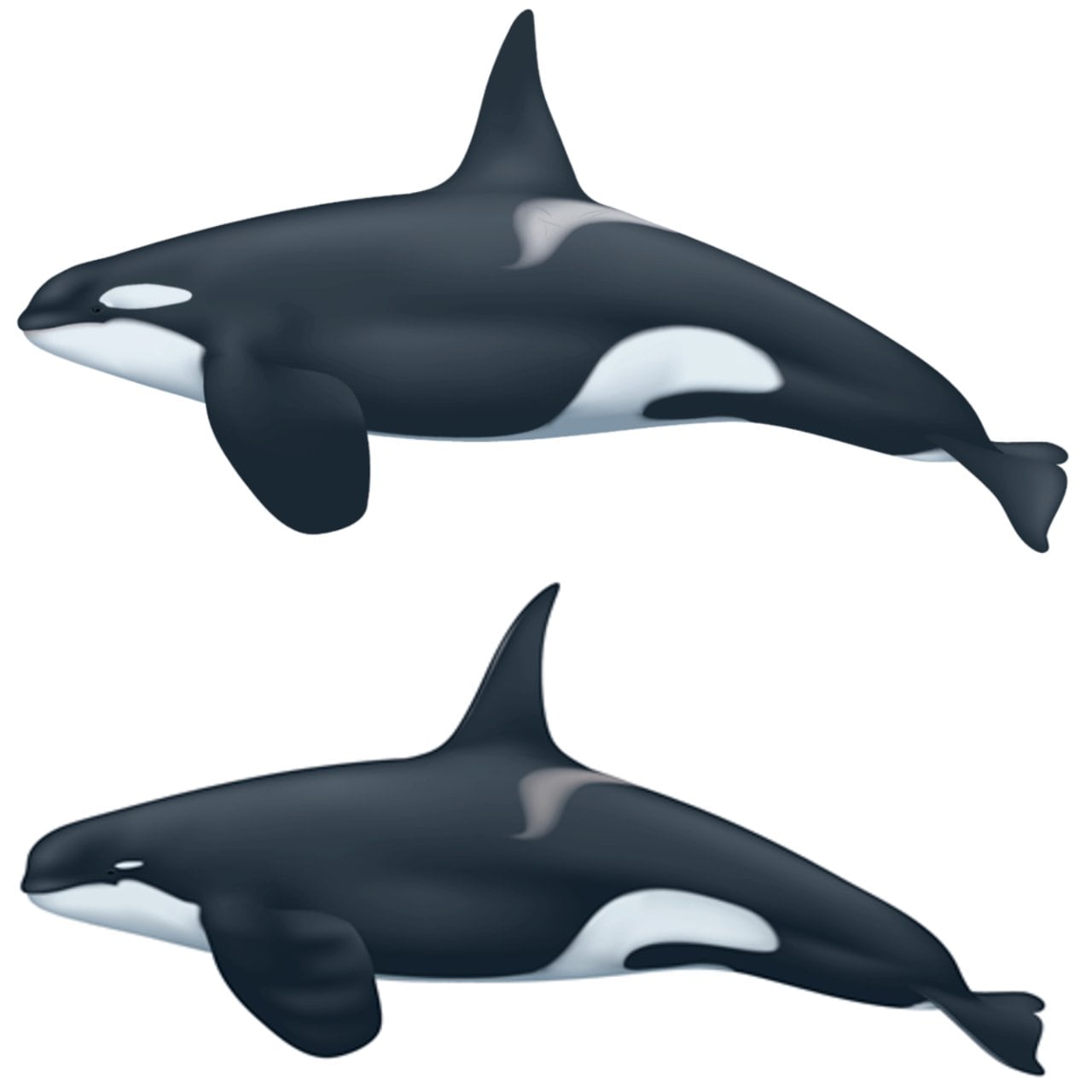 Mysterious killer whales seen off the coast of Chile could be a new species