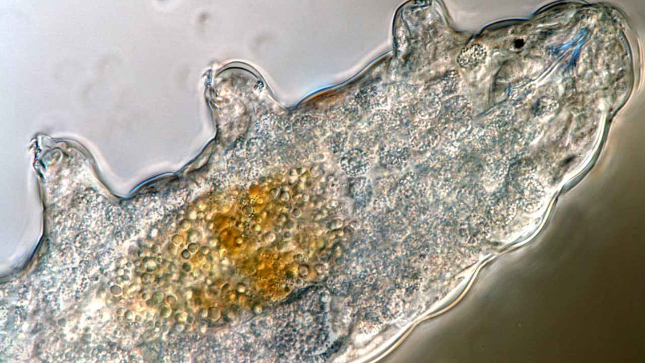 The small animals, about the size of a period, are able to survive extreme heat, cold, radiation and even the vacuum of space. AP