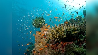 World Wildlife Day 2019: This year's theme is 'life below water', find out how much you know of animals worldwide