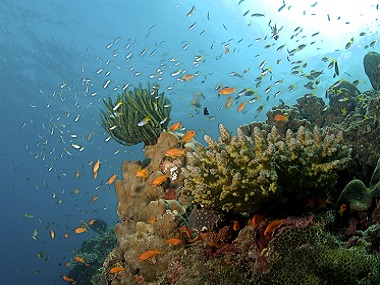 World Wildlife Day 2019: This year's theme is 'life below water', find out how much you know of animals worldwide World Wildlife Day 2019: This year's theme is 'life below water', find out how much you know of animals worldwide