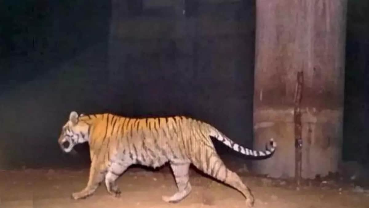 Tiger caught in camera trap photos using underpass along NH7 highway in Nagpur