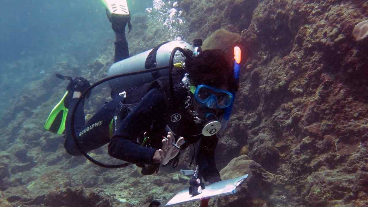 An underwater survey underway for parrotfish. Image: Author provided