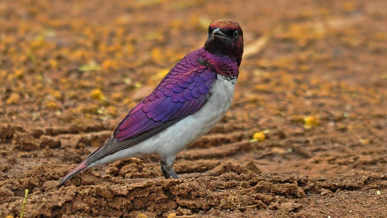 The violet-backed starling also known as the plum-coloured or amethyst starling, is a small species (17 cm) while the males (in picture) are way, way more attractive than the females. The violet-backed starling is a sexually dimorphic species in which the males possess an iridescent violet back while the females are brown. They are found in woodland and savannah forest edges of sub-Saharan Africa. Image: Wikipedia The violet-backed starling also known as the plum-coloured or amethyst starling, is a small species (17 cm) while the males (in picture) are way, way more attractive than the females. The violet-backed starling is a sexually dimorphic species in which the males possess an iridescent violet back while the females are brown. They are found in woodland and savannah forest edges of sub-Saharan Africa. Image: Wikipedia