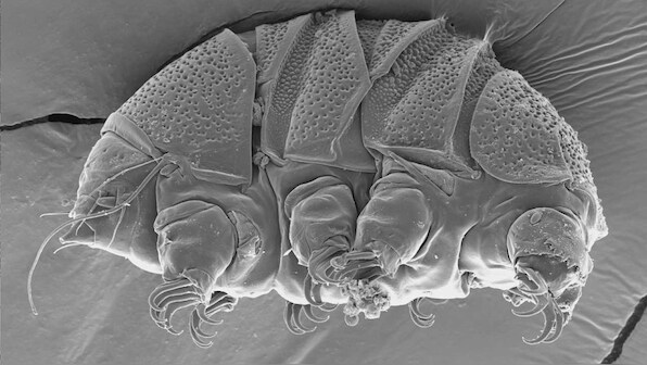 Tiny 'water bears' could teach us how to survive extreme environments, science says