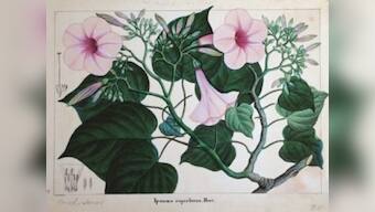 The Weight of a Petal: In its latest edition, Marg magazine chronicles India’s botanical art