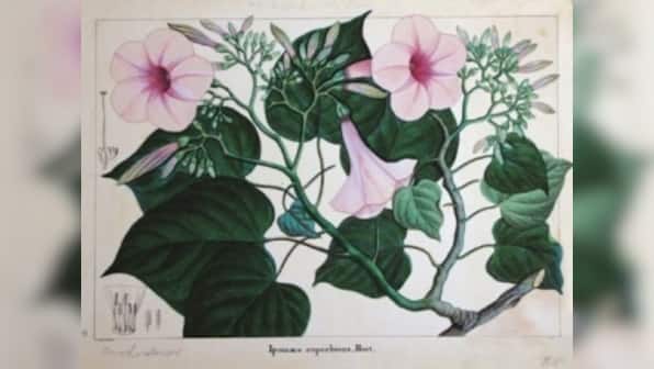 The Weight of a Petal: In its latest edition, Marg magazine chronicles India’s botanical art