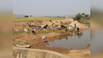 Stray cattle menace Part 3: With cattle trade seized up, will the 'cow belt' soon become 'buffalo country'?