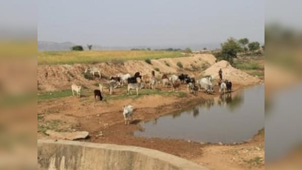 Stray cattle menace Part 3: With cattle trade seized up, will the 'cow belt' soon become 'buffalo country'?