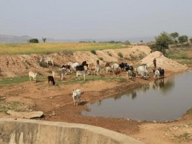 Stray cattle menace Part 3: With cattle trade seized up, will the 'cow belt' soon become 'buffalo country'? Stray cattle menace Part 3: With cattle trade seized up, will the 'cow belt' soon become 'buffalo country'?
