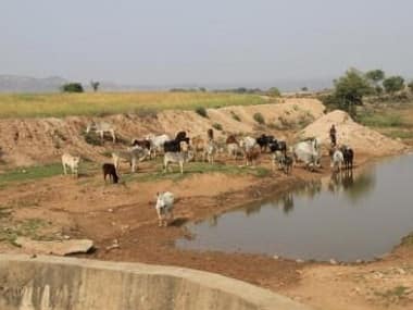 Stray cattle menace Part 3: With cattle trade seized up, will the 'cow belt' soon become 'buffalo country'?