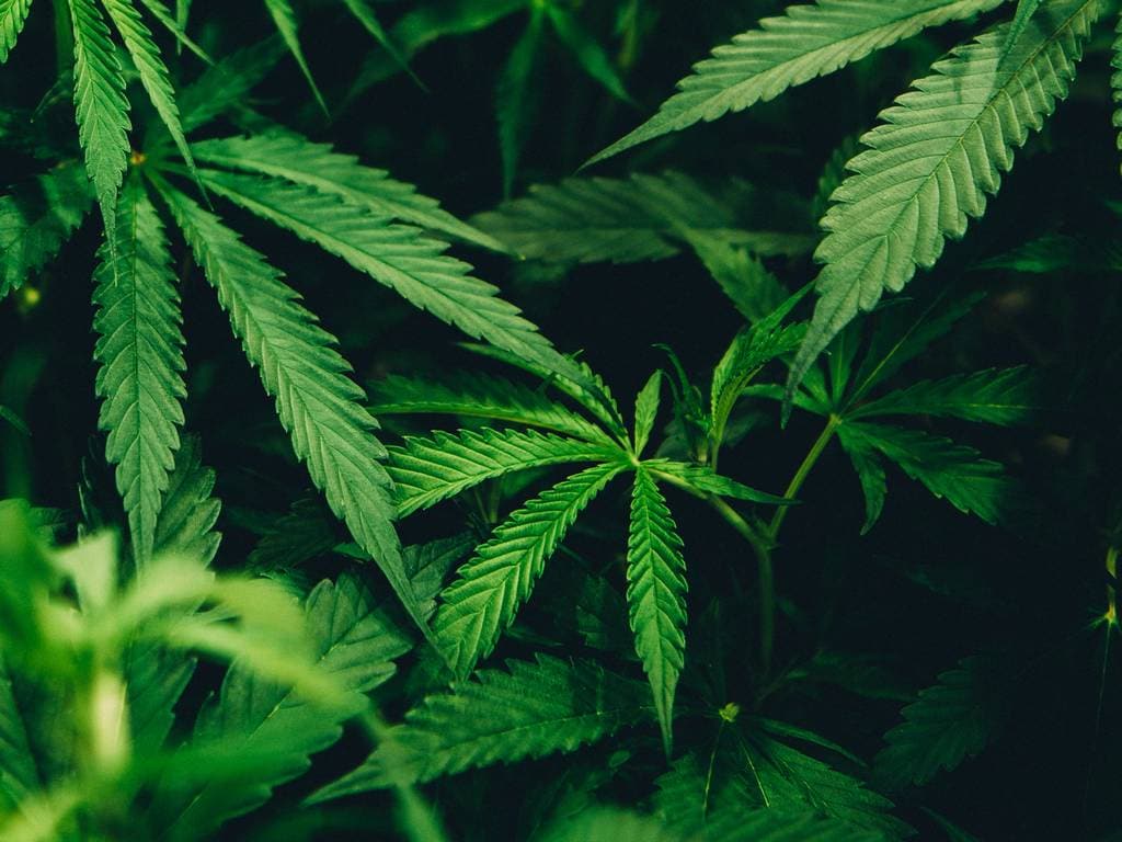 Consuming strong cannabis daily could send your risk of psychosis through the roof