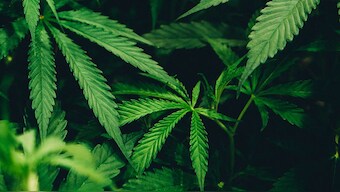 Consuming strong cannabis daily could send your risk of psychosis through the roof