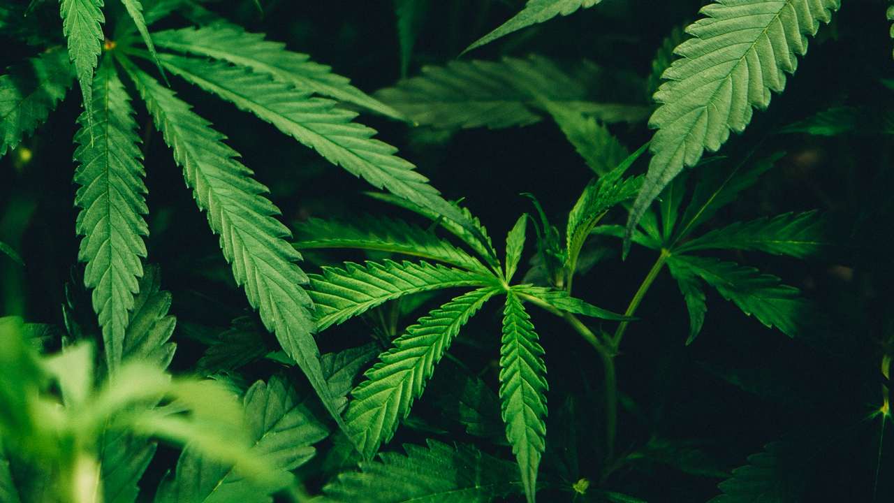 Consuming strong cannabis daily could send your risk of psychosis through the roof Consuming strong cannabis daily could send your risk of psychosis through the roof