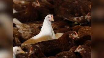 Drugs are mainstay of meat production across globe; practices put profit ahead of human or animal health