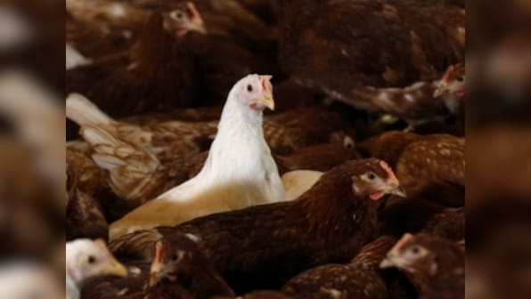 Drugs are mainstay of meat production across globe; practices put profit ahead of human or animal health
