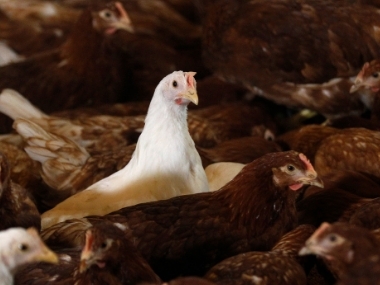 Drugs are mainstay of meat production across globe; practices put profit ahead of human or animal health Drugs are mainstay of meat production across globe; practices put profit ahead of human or animal health