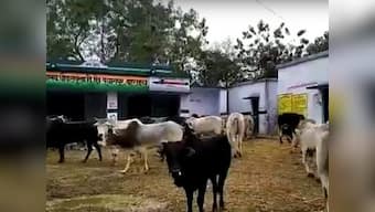 Unforeseen consequences of BJP’s 'cow-friendly' policies have put party on the backfoot among Bahraich’s farmers