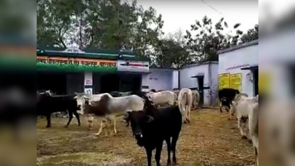 Unforeseen consequences of BJP’s 'cow-friendly' policies have put party on the backfoot among Bahraich’s farmers
