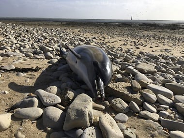 France has been shaken into action after a record number of dead dolphins have washed up on the country’s Atlantic coast this year, many clearly victims of industrial fishing. AP