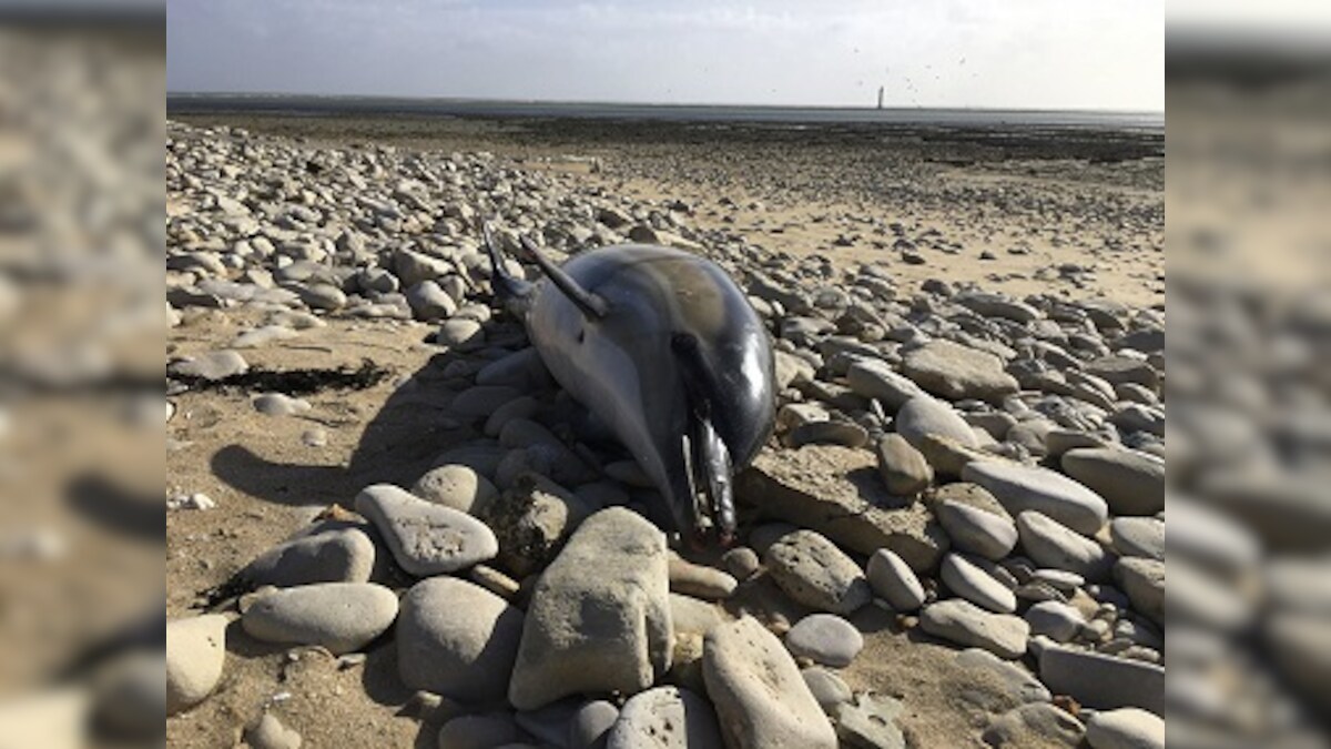 1,100 dolphins have washed up on France’s shores since Jan; toll highest in 40 years, crosses 2017, 2018 records