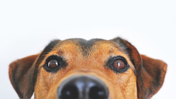 Dogs can use their sense of smell to recognise the specific scent of seizures