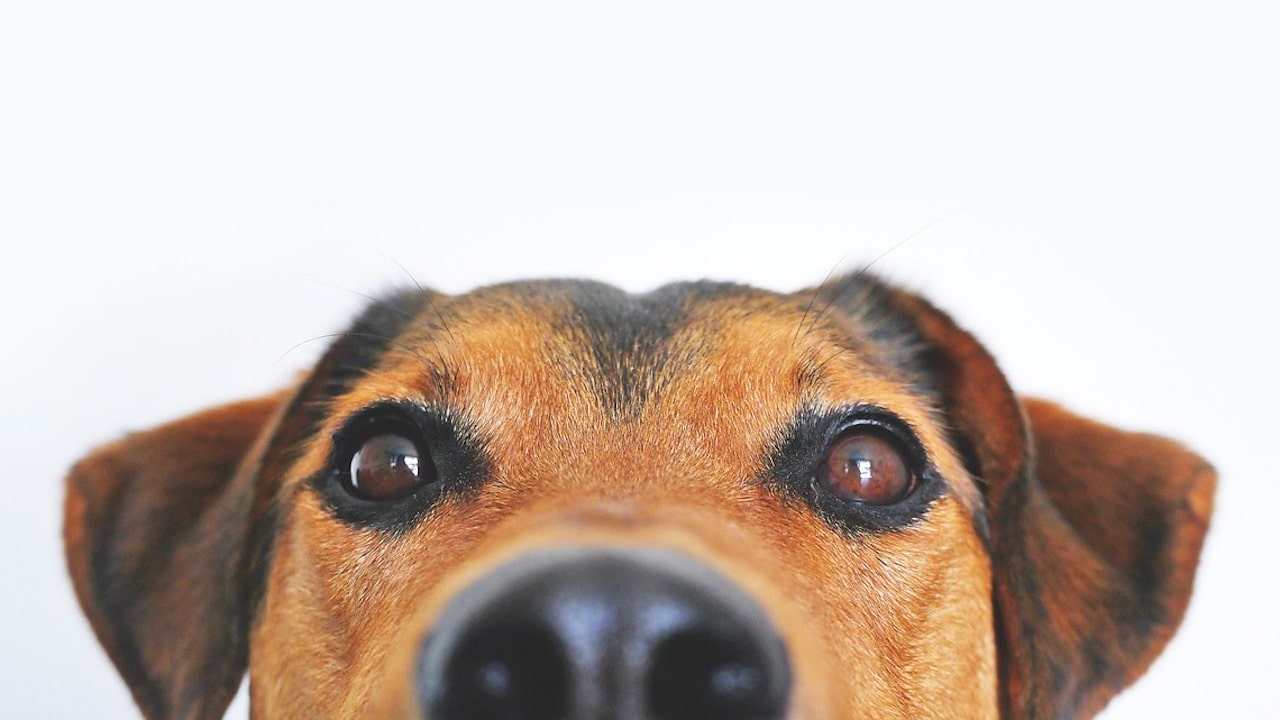 Dogs can use their sense of smell to recognise the specific scent of seizures Dogs can use their sense of smell to recognise the specific scent of seizures