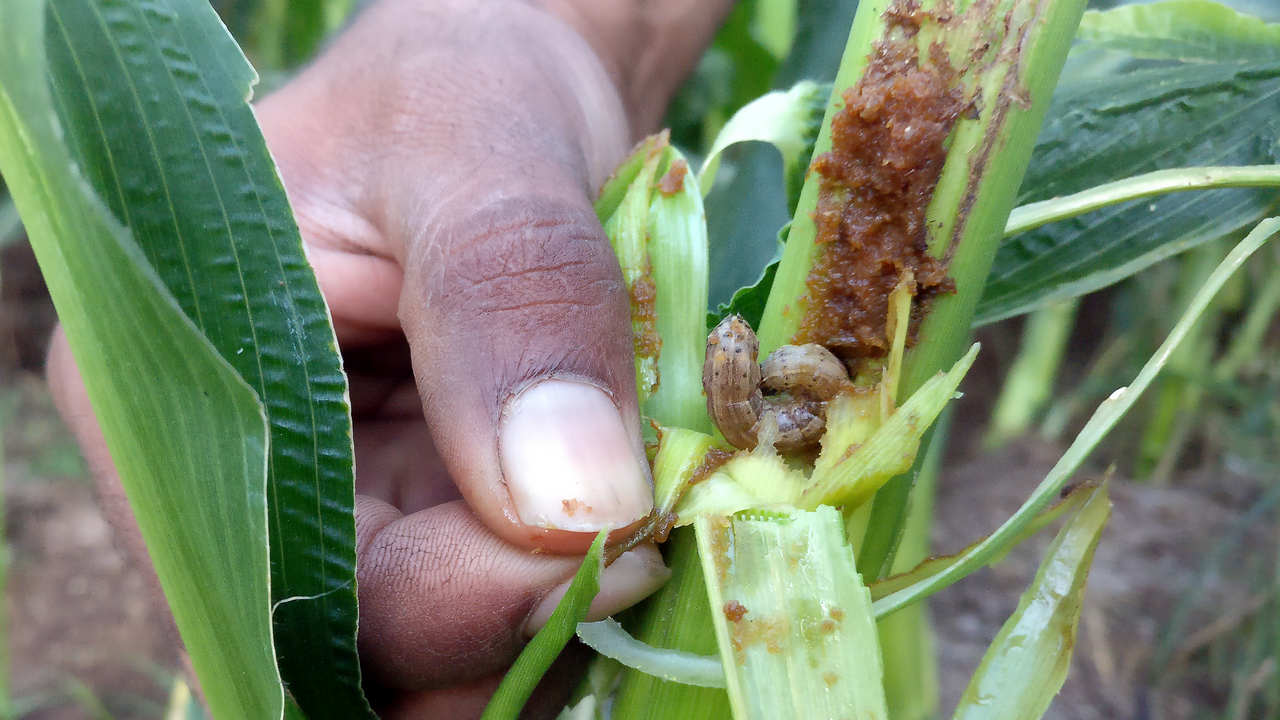 Brace yourself Asia: alien pest is munching its way around the globe, raising alarm