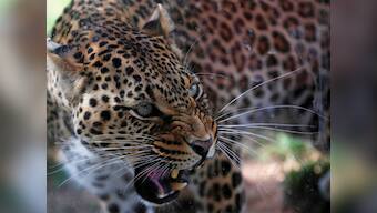 Coronavirus lockdown fails to keep people of Assam from leaving homes to kill leopards; four big cats slaughtered in April