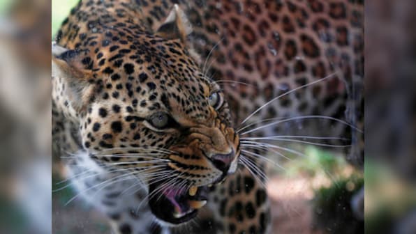 Coronavirus lockdown fails to keep people of Assam from leaving homes to kill leopards; four big cats slaughtered in April