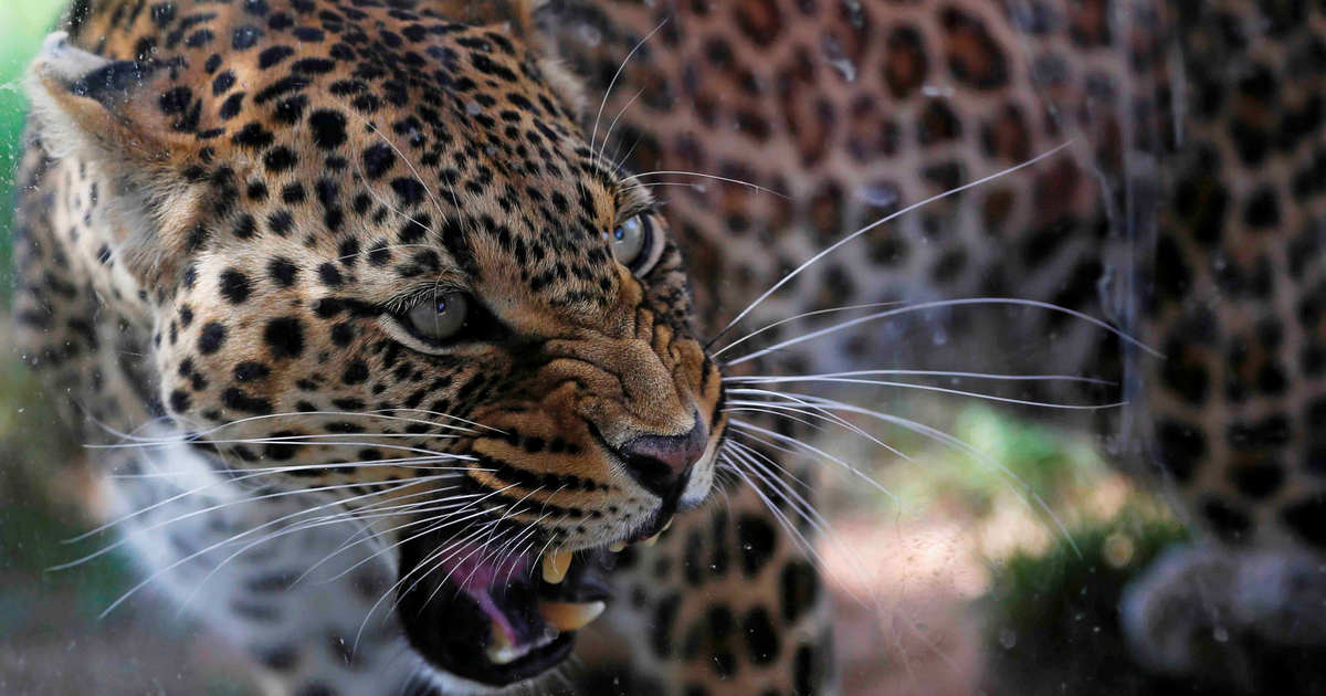 Time for ‘Project Leopard’ in India? Report on poaching in Uttarakhand
