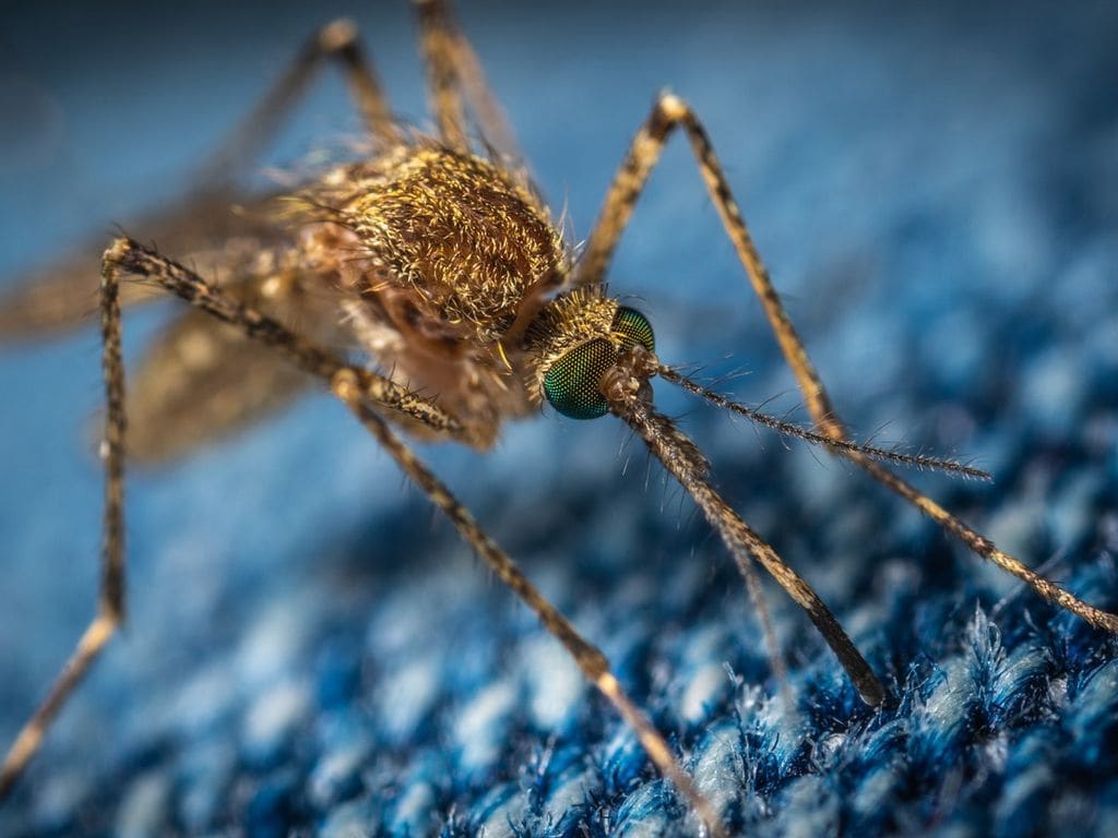 Mosquitos cant get enough of human sweat, now scientists know why