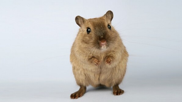 A house proud mouse and 5 other animals more serious about cleaning than you