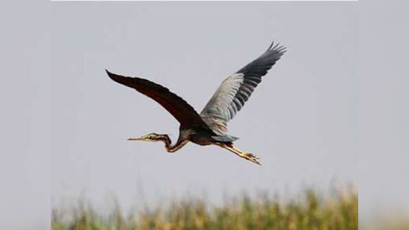 For poachers-turned-preservers of birds in Odisha's Mangalajodi, World Wildlife Day is not just on 3 March, it's every day