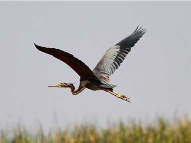 For poachers-turned-preservers of birds in Odisha's Mangalajodi, World Wildlife Day is not just on 3 March, it's every day For poachers-turned-preservers of birds in Odisha's Mangalajodi, World Wildlife Day is not just on 3 March, it's every day